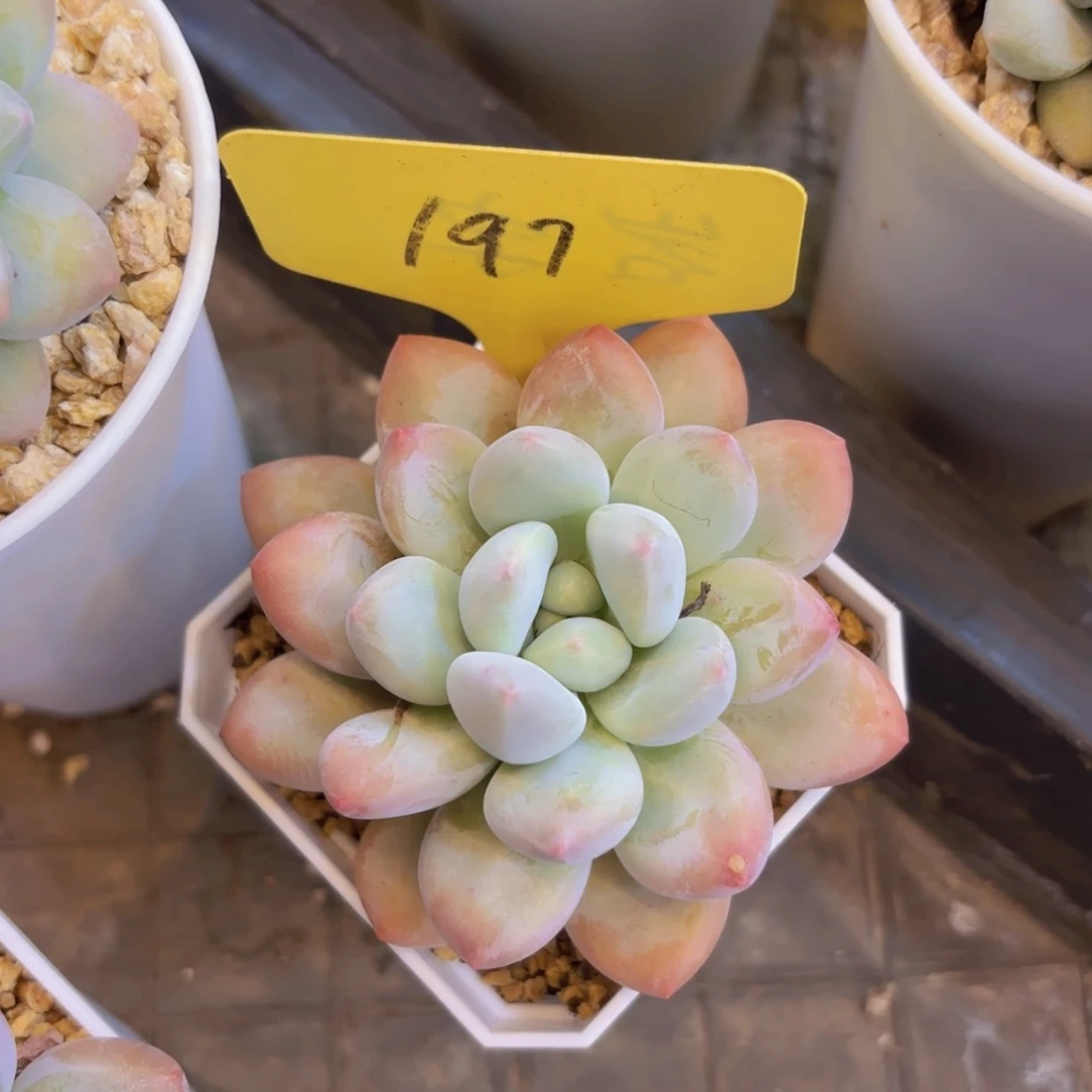 芜***.云南金致家精品多肉