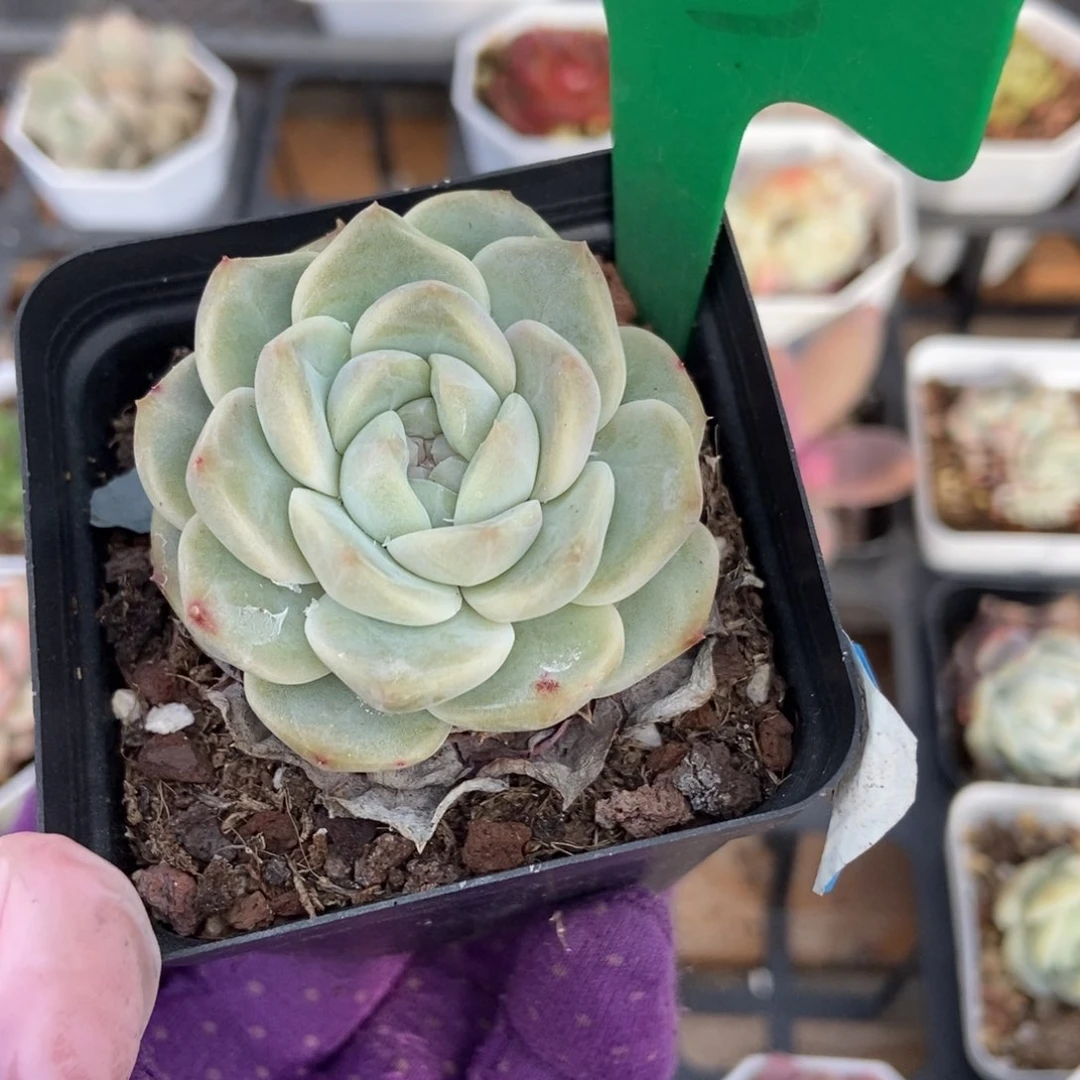 843冰魄多肉植物保护