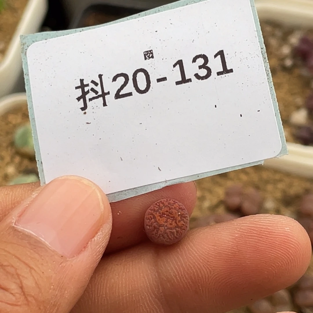 朝***朝20-131肉锥多肉植物