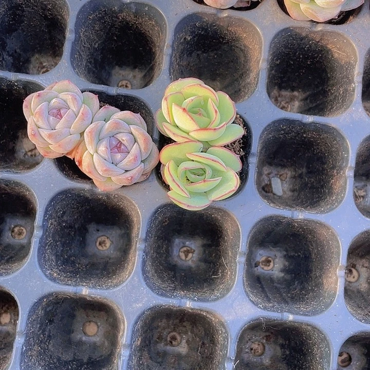 取***难精品2号筐不用管