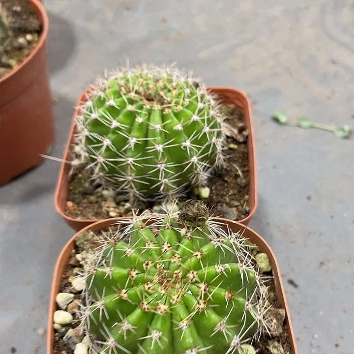 新品彩草自根千层酥