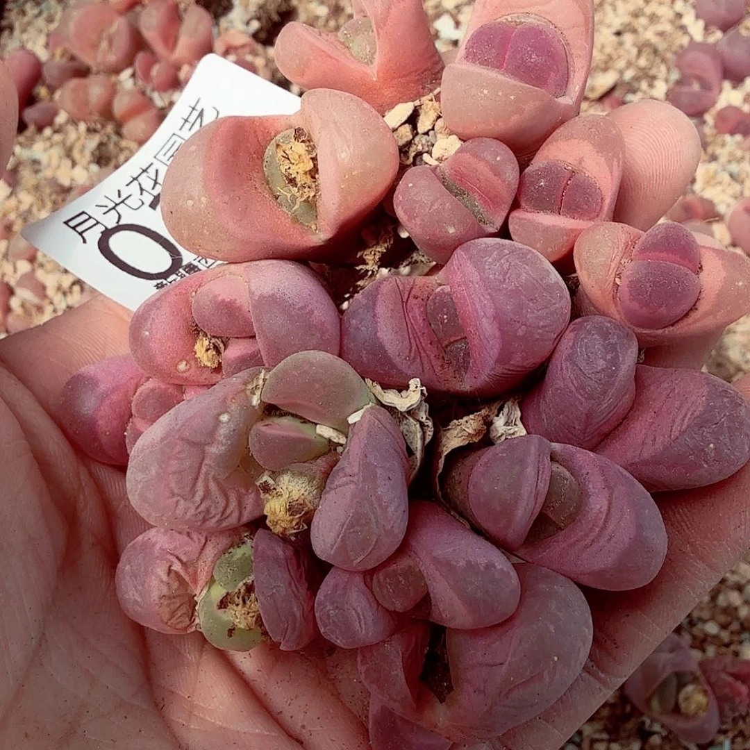 我就觉得这个电影是个036