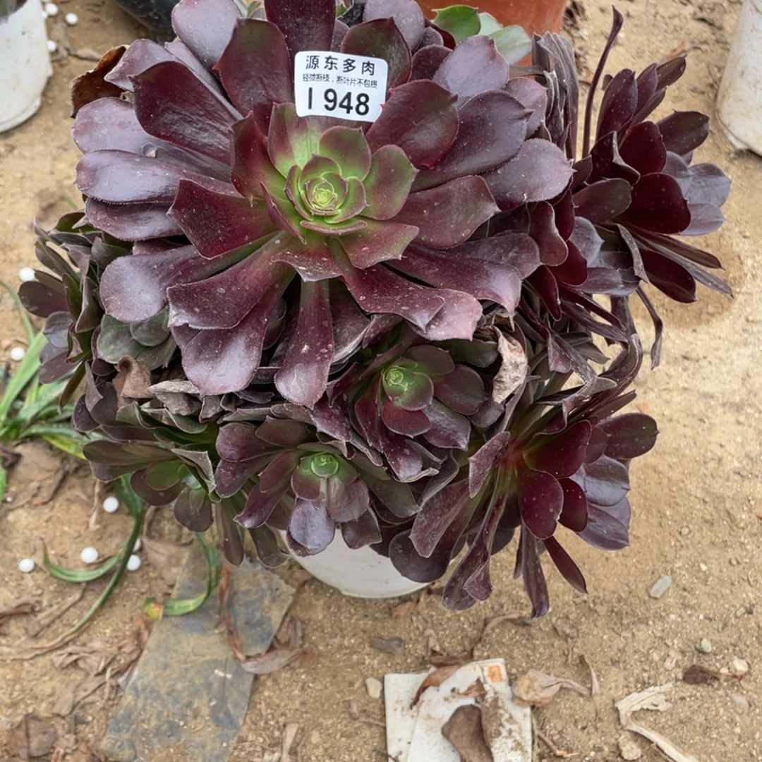 948梅花多肉法师断枝不包