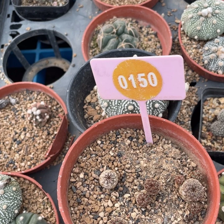 清***香实生火焰015000000