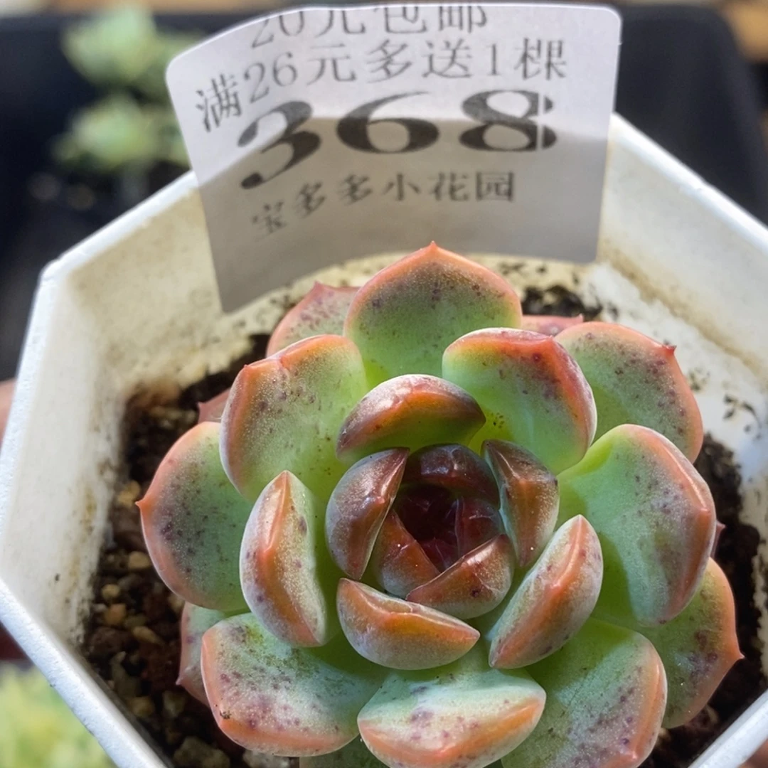 琴心一物一拍满20元包邮满26送一颗