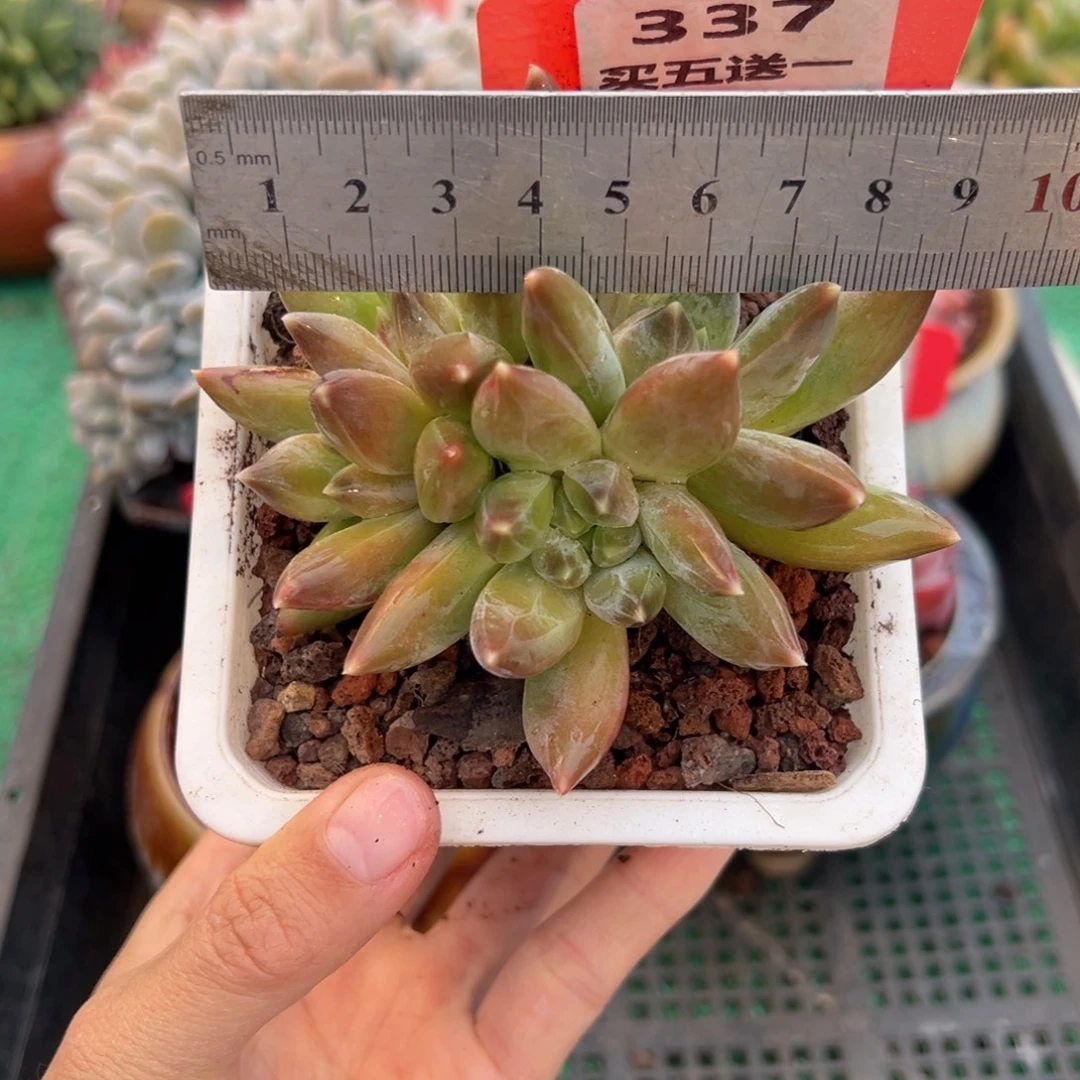 表妹精品多肉植物337.