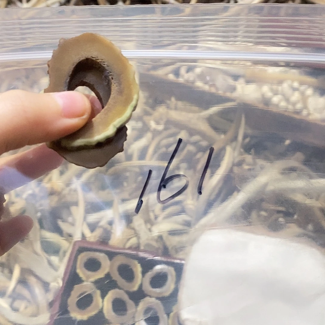 菜***羊非金属鹿角鹿角鹿角