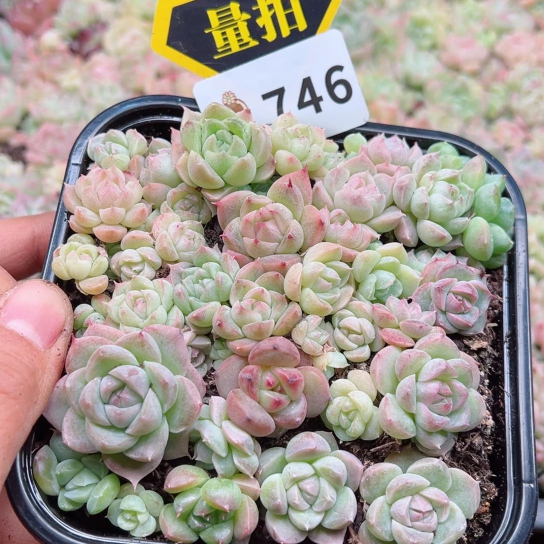 多肉植物多肉植物