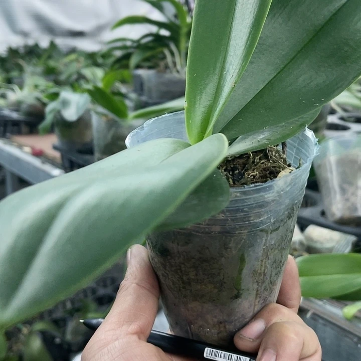 当前无花栽培后可以开花豆蔻年华带剑