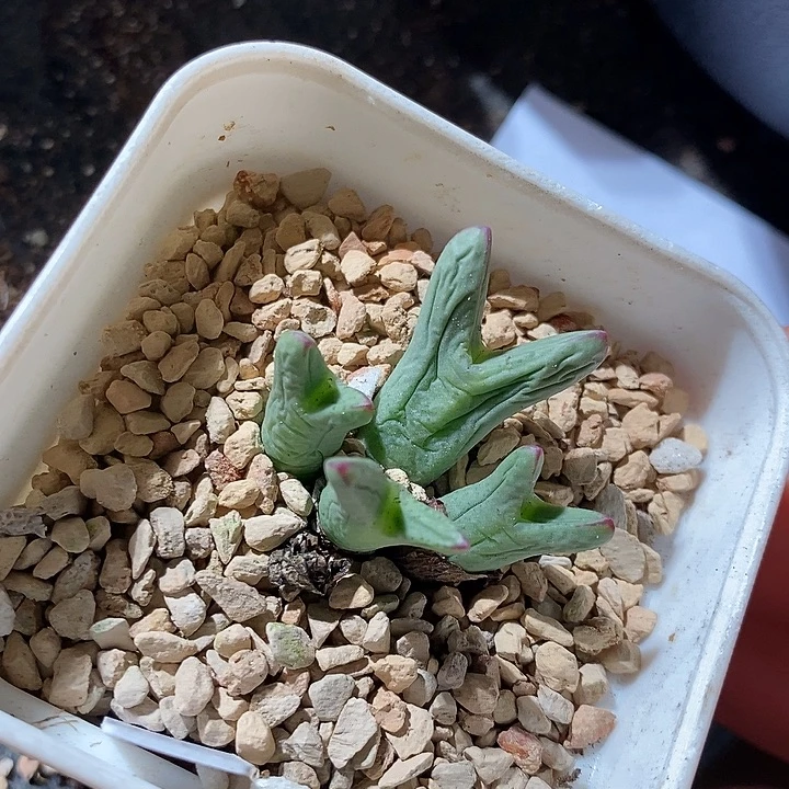 25342。    皮卡丘136。