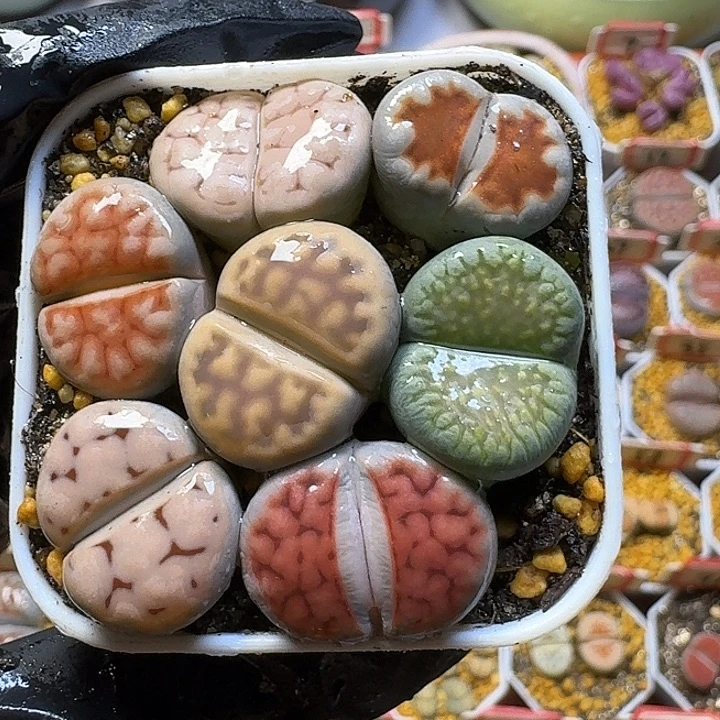 生石花3:：：：。  12号