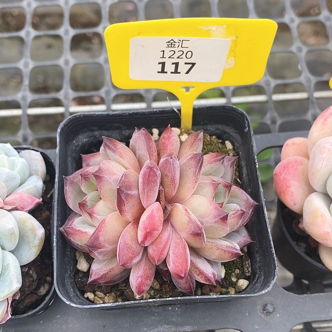 福利多多。1220117