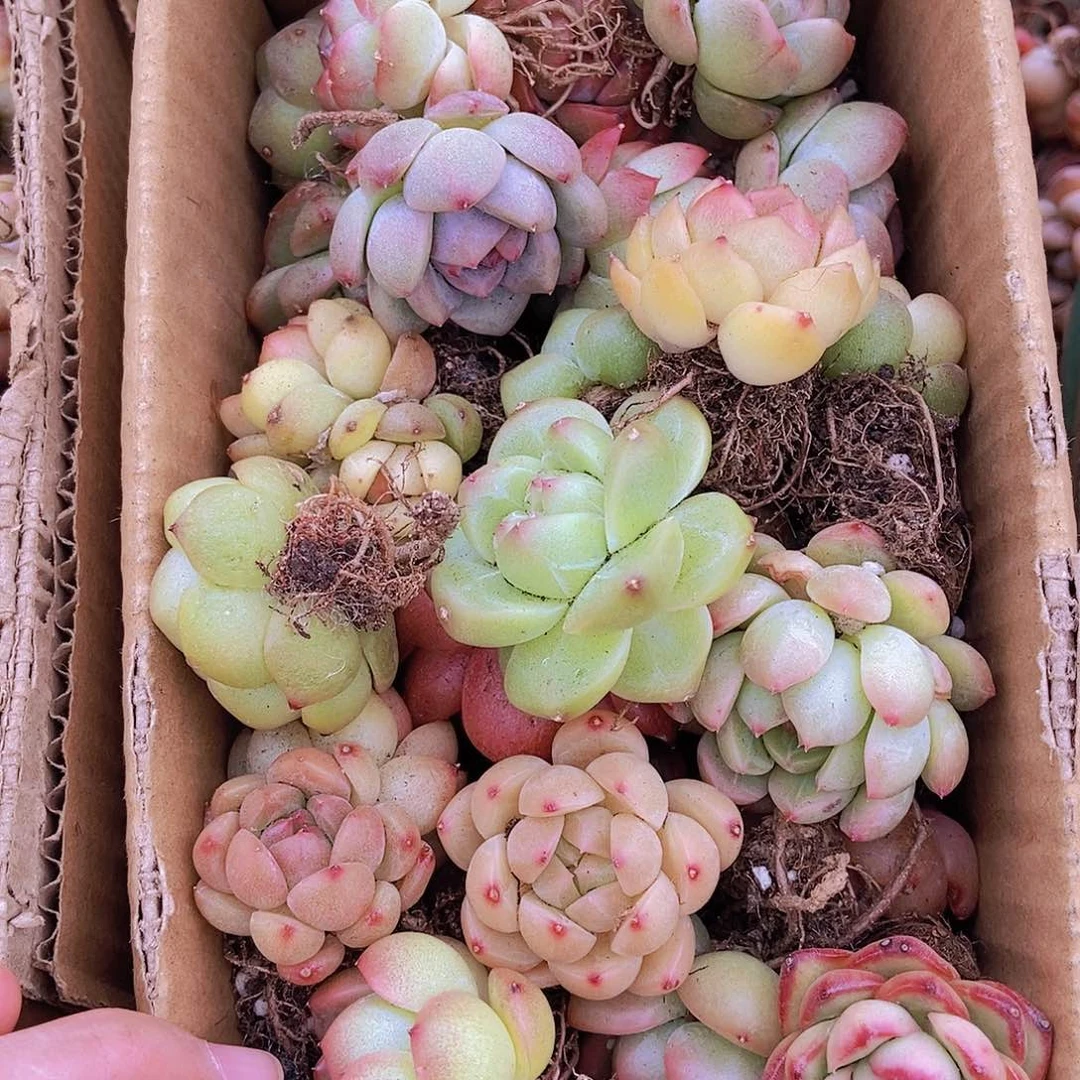 000000000001量拍保底20颗