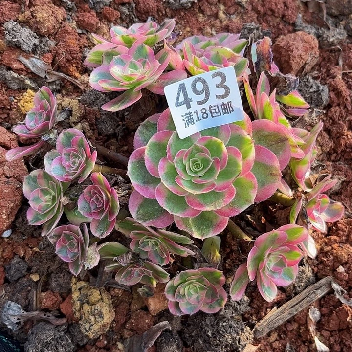 岁***好493倾城朵朵福利不包断枝