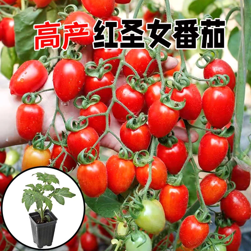 红色小圣女果苗樱桃小番茄苗秧阳台四季盆栽（现挖带土发货）