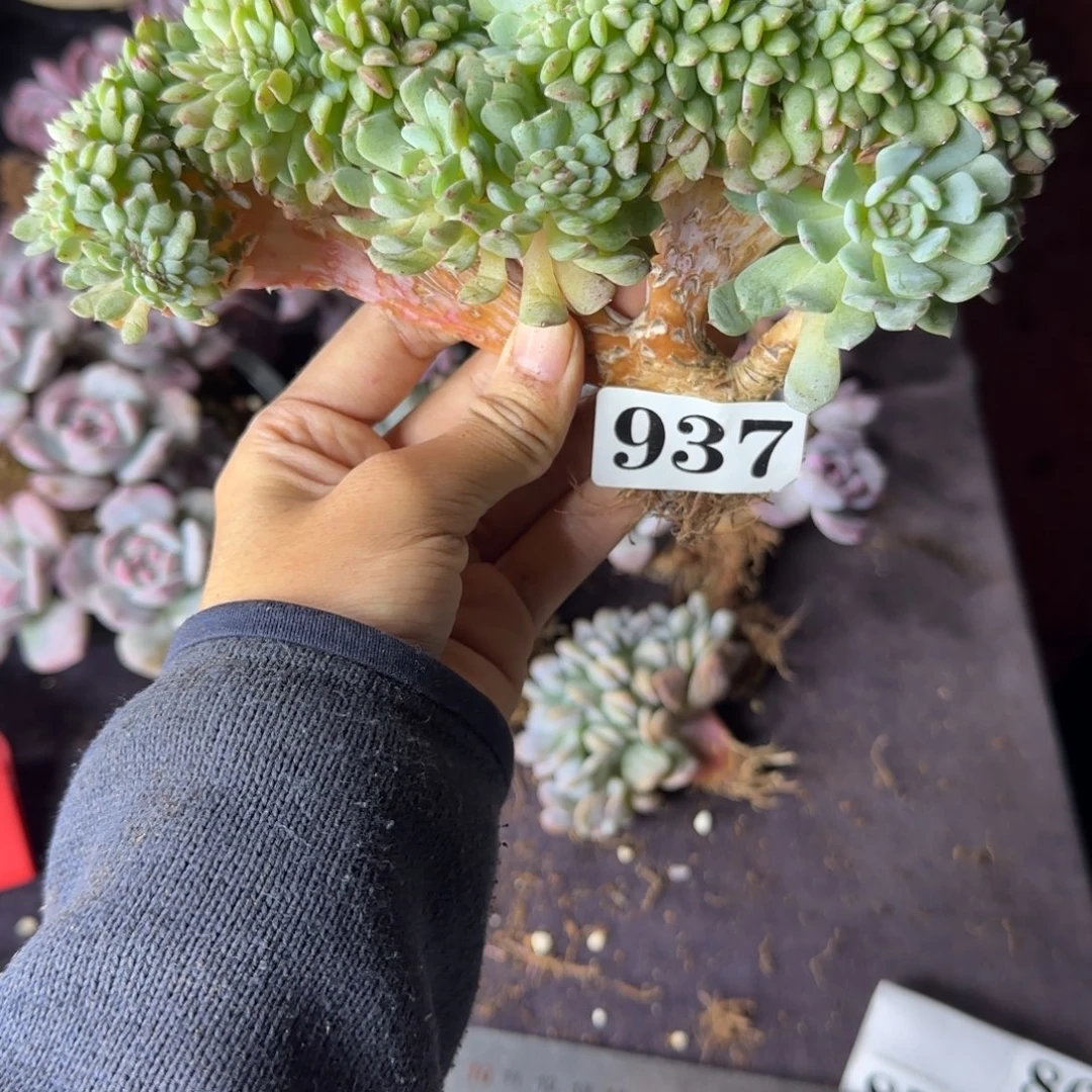 白胖子缀化一物一拍937