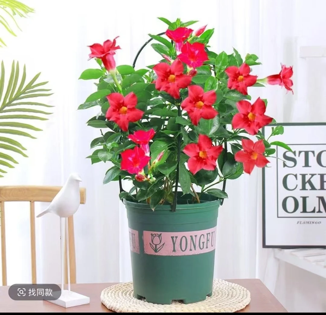 高度50-60cm带花苞飘香藤四季开花庭院爬藤植物花卉室内阳