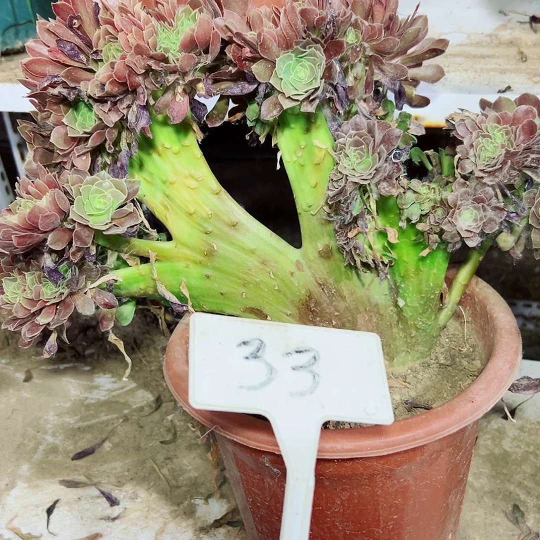 多肉植物玫瑰缀花