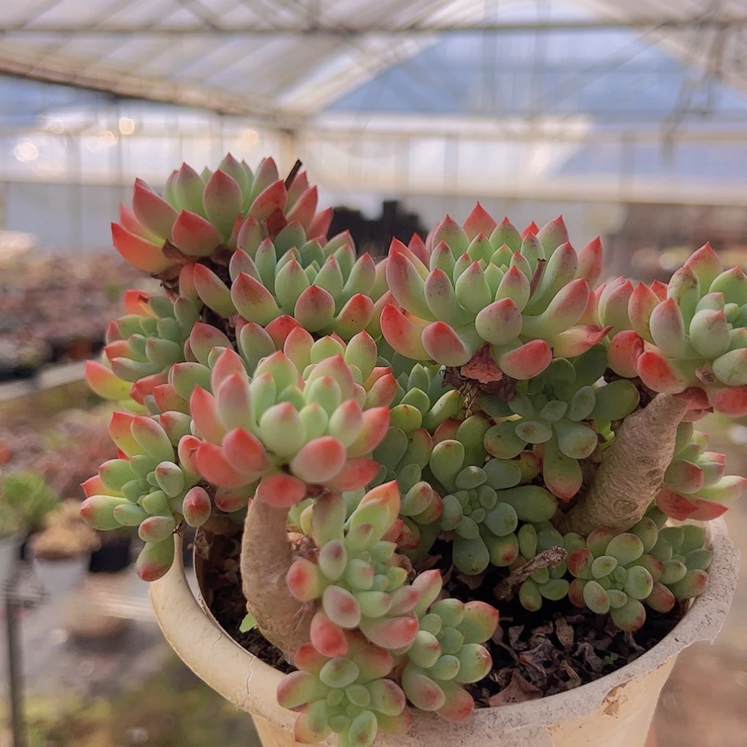 蓝苹果 多肉植物 老桩