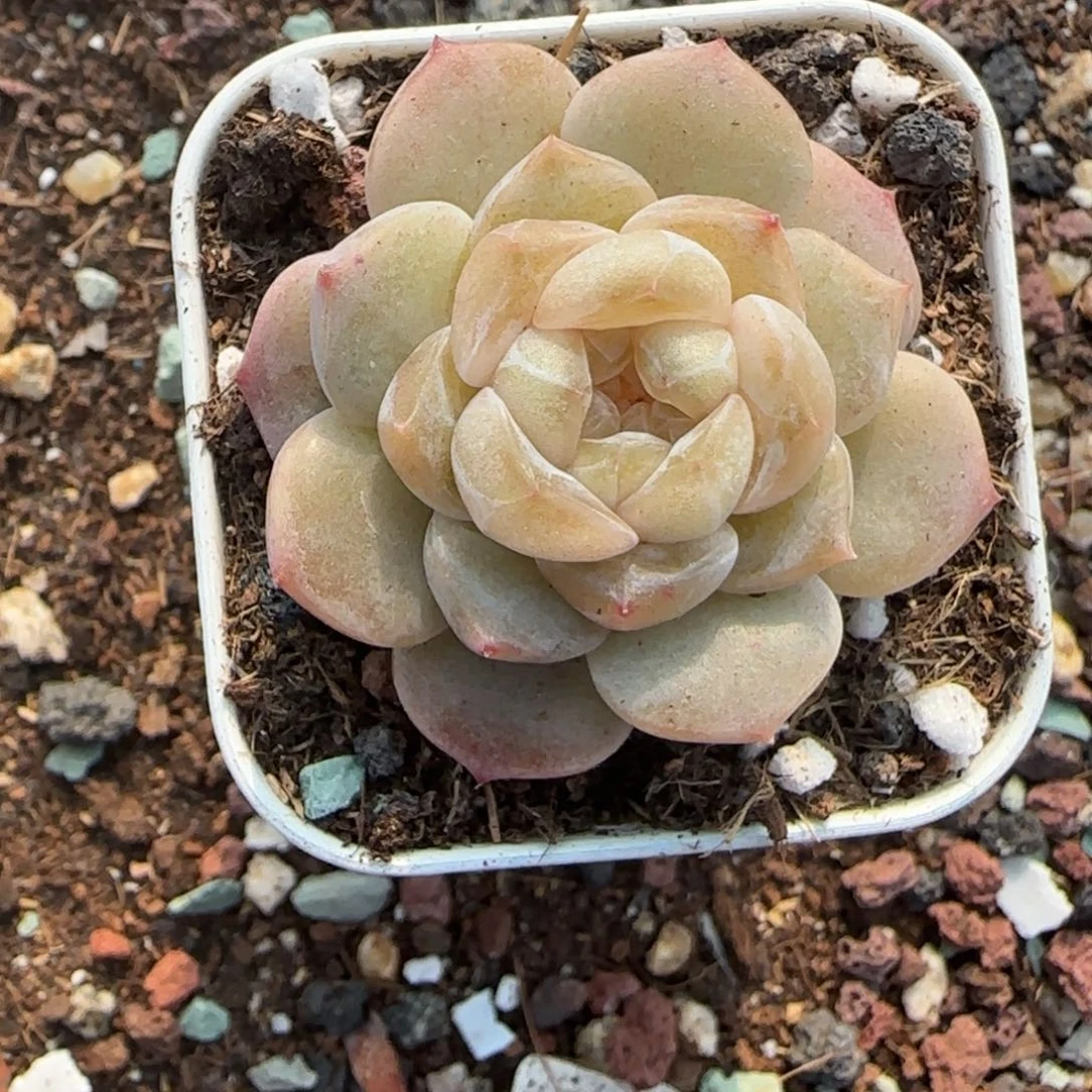 多肉小卡拉米糖心一物一拍