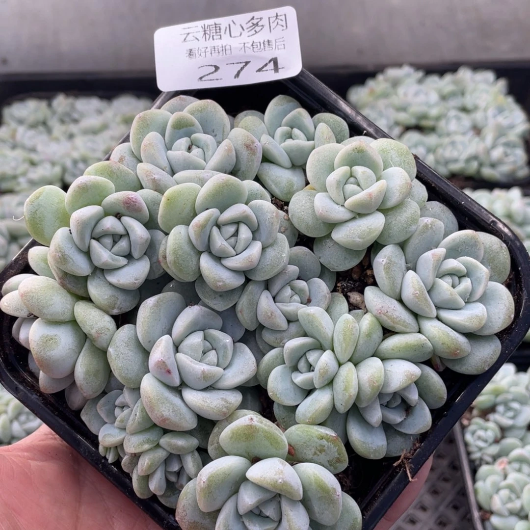 云糖心多肉植物274