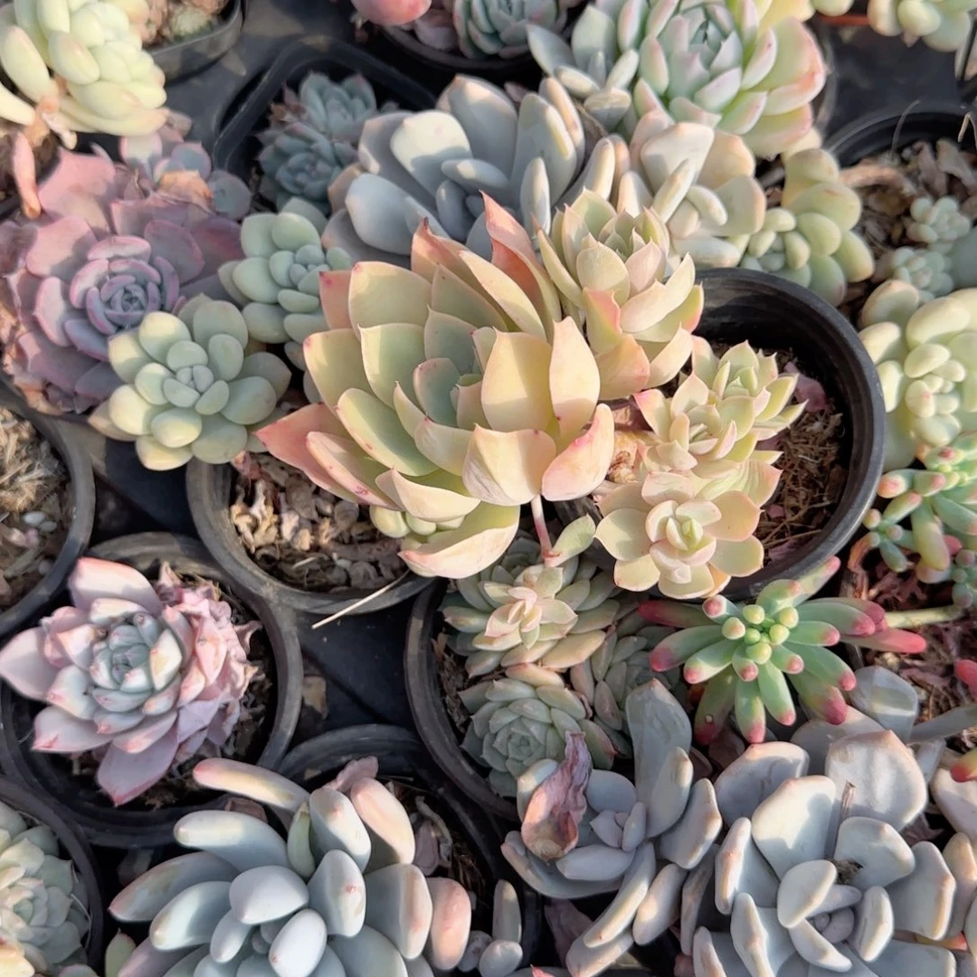 无花朵90丝绸面纱