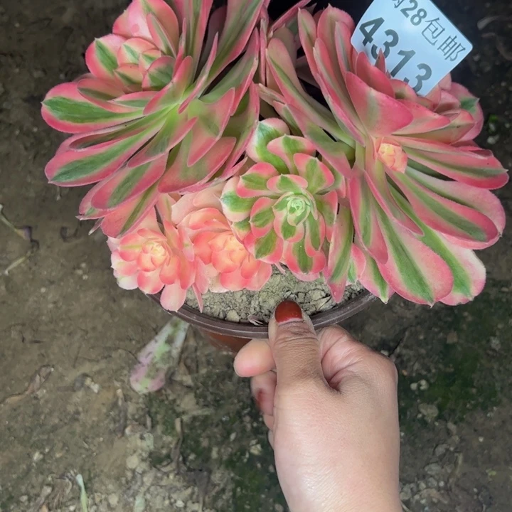 4313女巫多肉植物