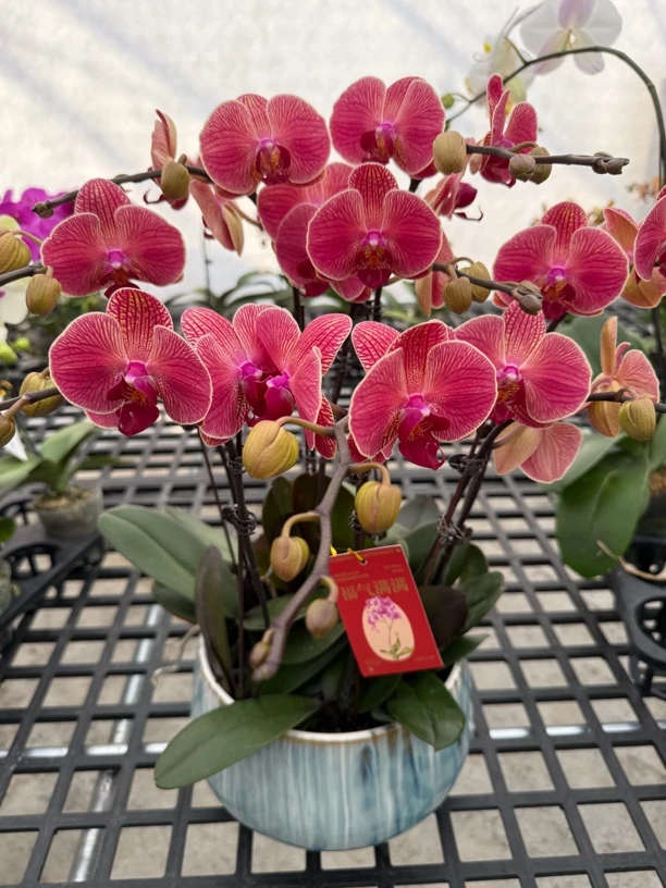 （砂糖橘）橙红色蝴蝶兰