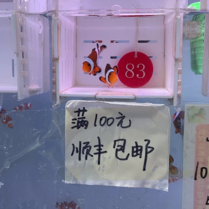 海水鱼精品黑边2条4-5