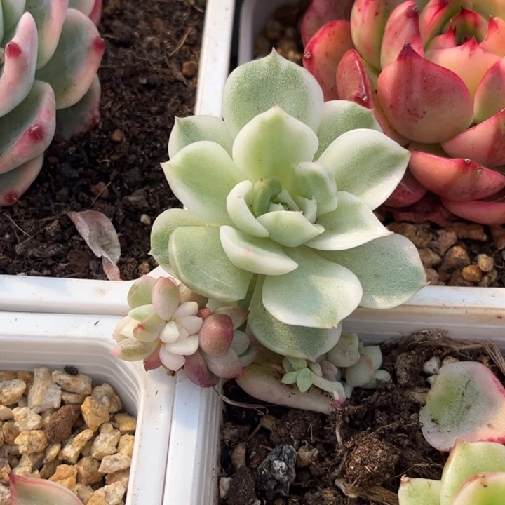 冰*寒酥霜花芽两个一组