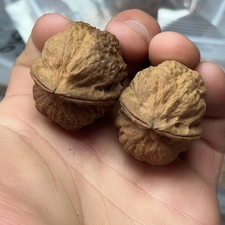 核桃17号珊瑚纹蟾36尺