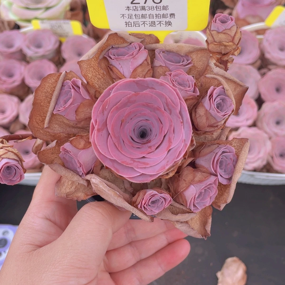 呆***呆山地玫瑰276满38包邮偏远地区除外裸根发货