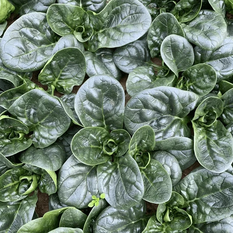 【趴地菠菜种子】大叶黑圆叶菠菜种籽耐热耐寒高产蔬菜种子四季播