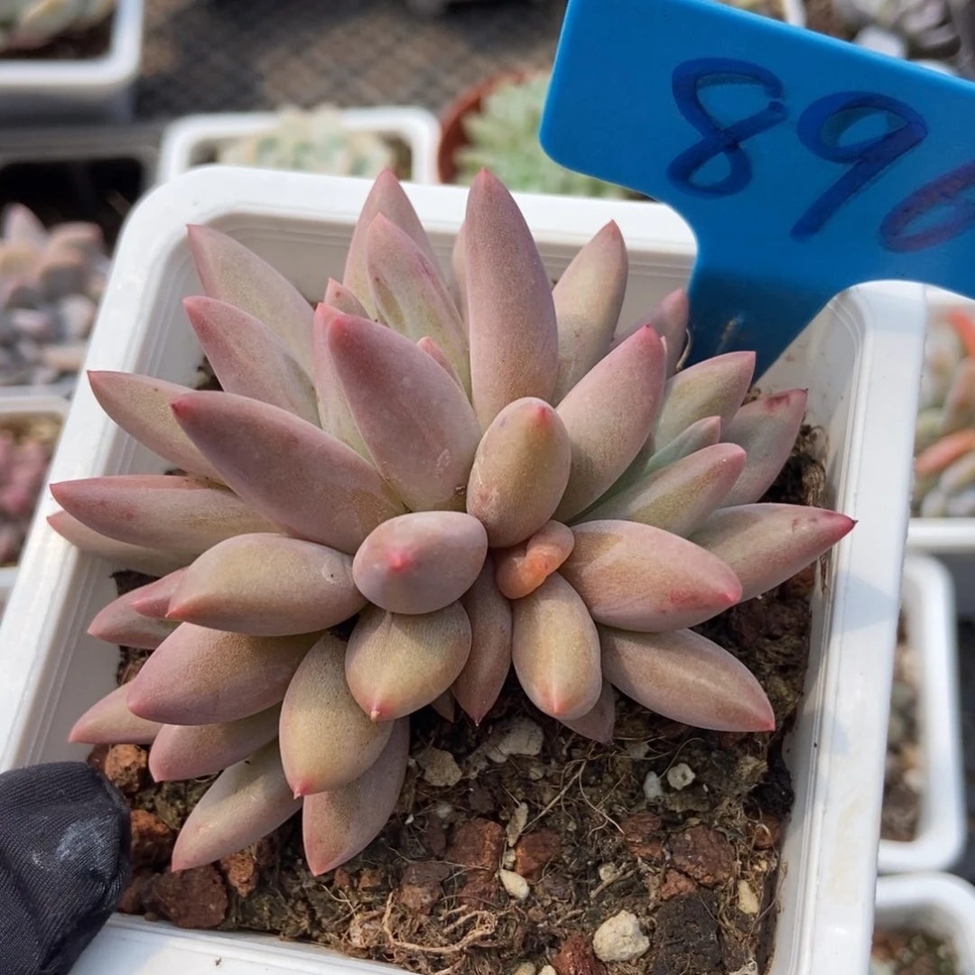 896车厘子多肉植物保护