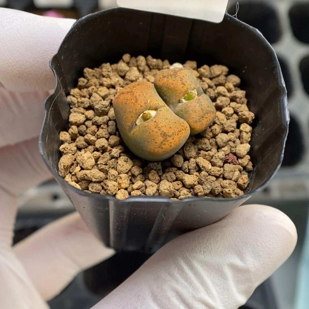 多肉植物肉锥杂交K-071 勋章杂 闭窗蝴蝶