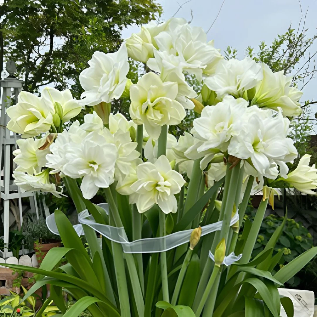 阿弗雷  朱顶红重瓣多花朱顶红裸球自然球