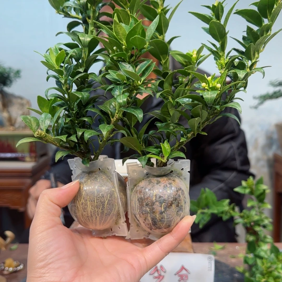 当前无花朵，栽培后可花朵柒**憶