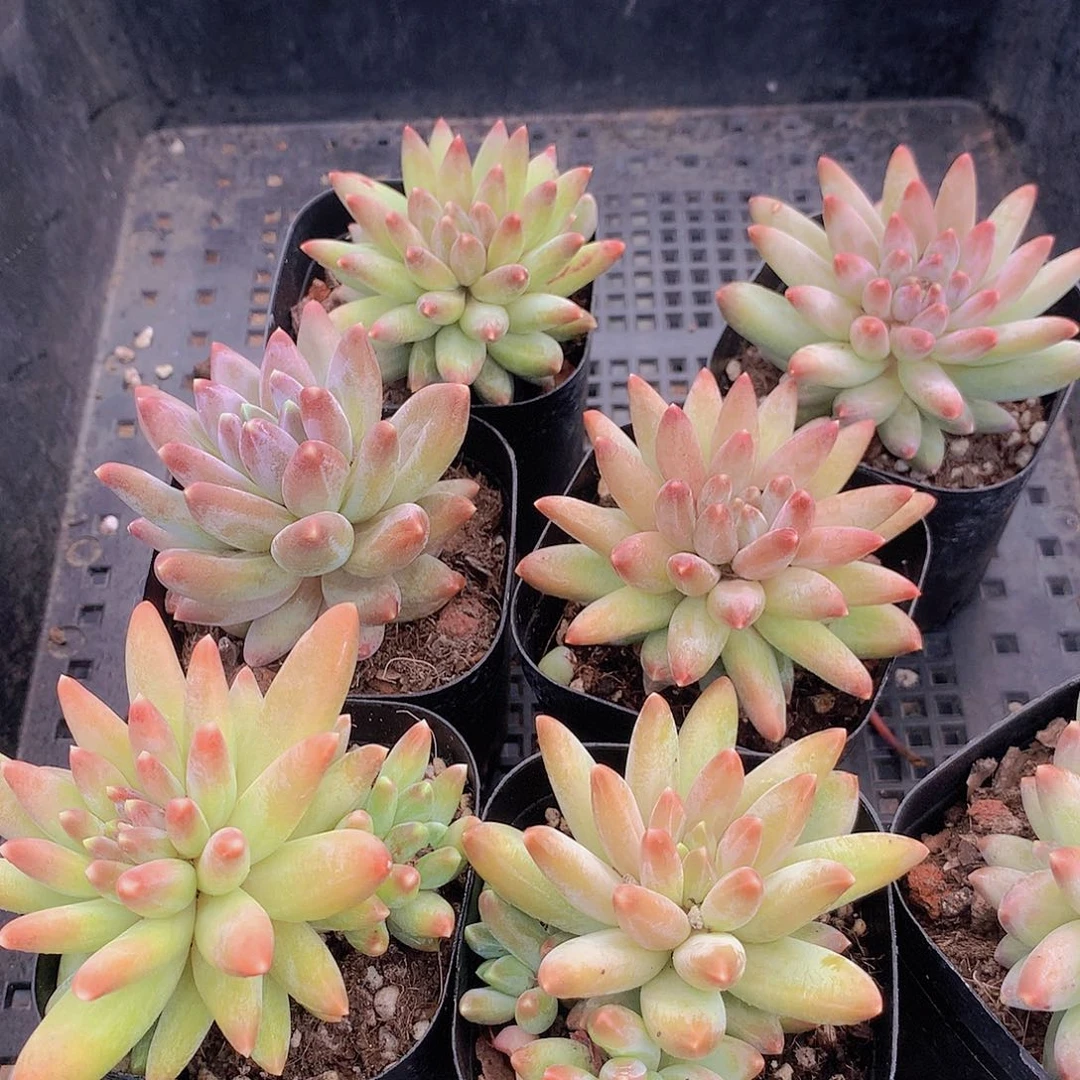 彩体乌拉克拉356778899