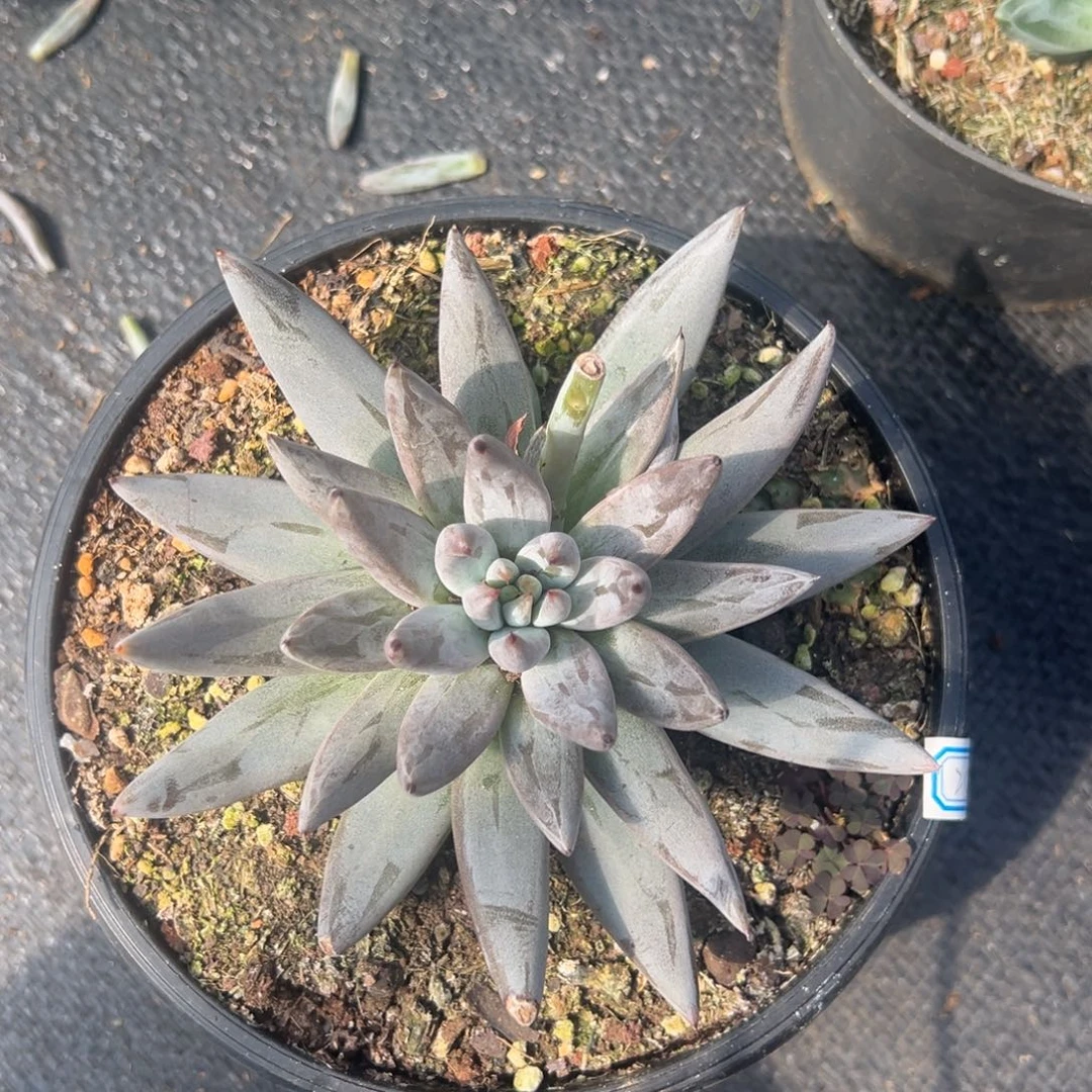 多肉植物单头魔爪