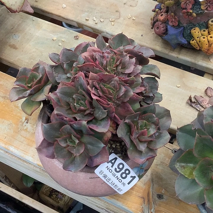 梦哪里的缀化 全场8折、需要延迟发货