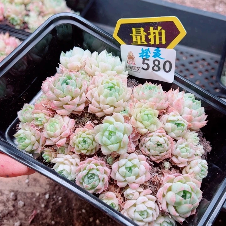 多肉植物多肉植物