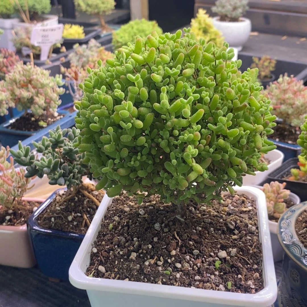 五*熟320金橘糖球。