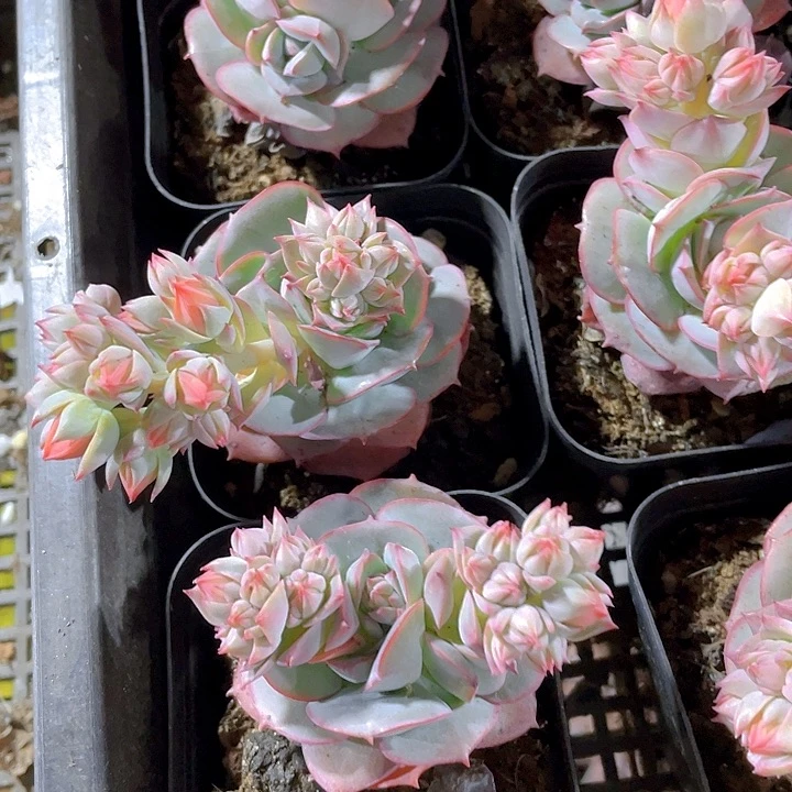 克罗地亚玫瑰带盆