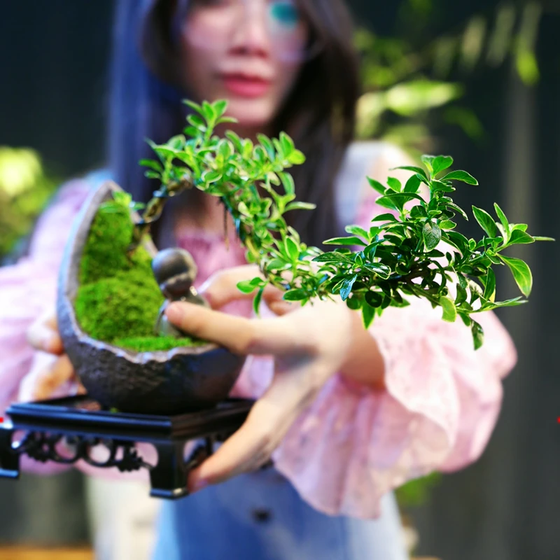 禅意飘枝金边六月雪盆栽植物室内盆景办公室内桌面净化空气苗