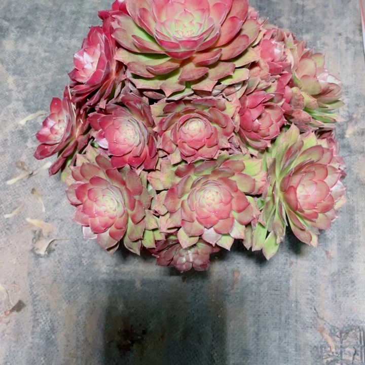 3老庄多肉法师桃花石