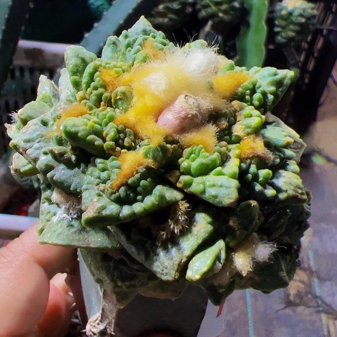 全部花朵福利龟甲牡丹锦群197