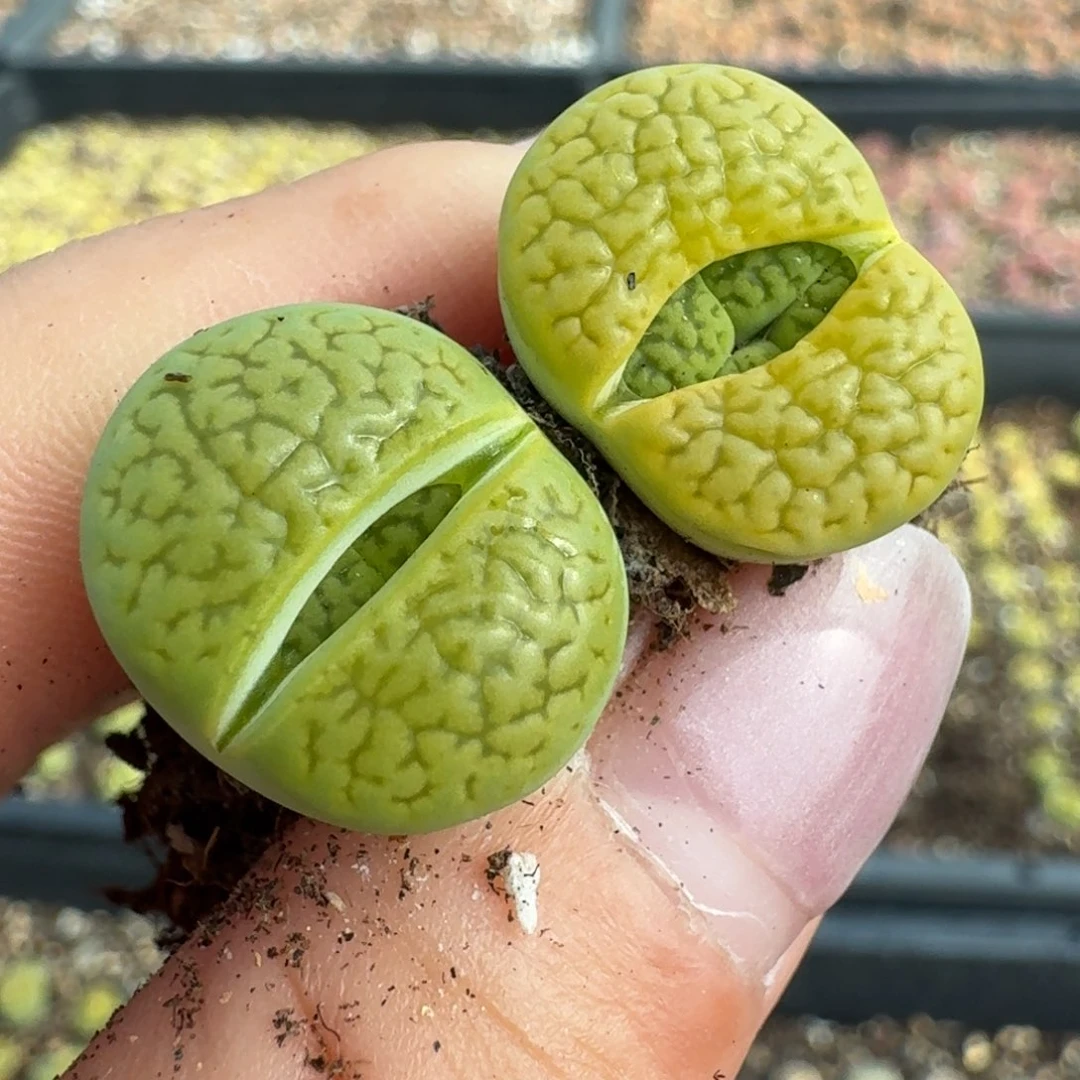 77两颗绿富贵0000000