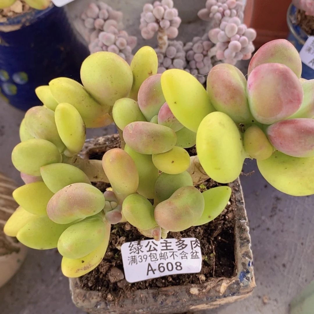 芒果奶12cm608多肉植物