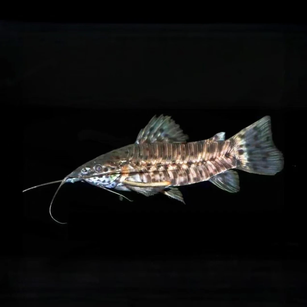 索诺卡顿战车鼠 小型热带精品南美淡水观赏鱼 清缸鼠鱼