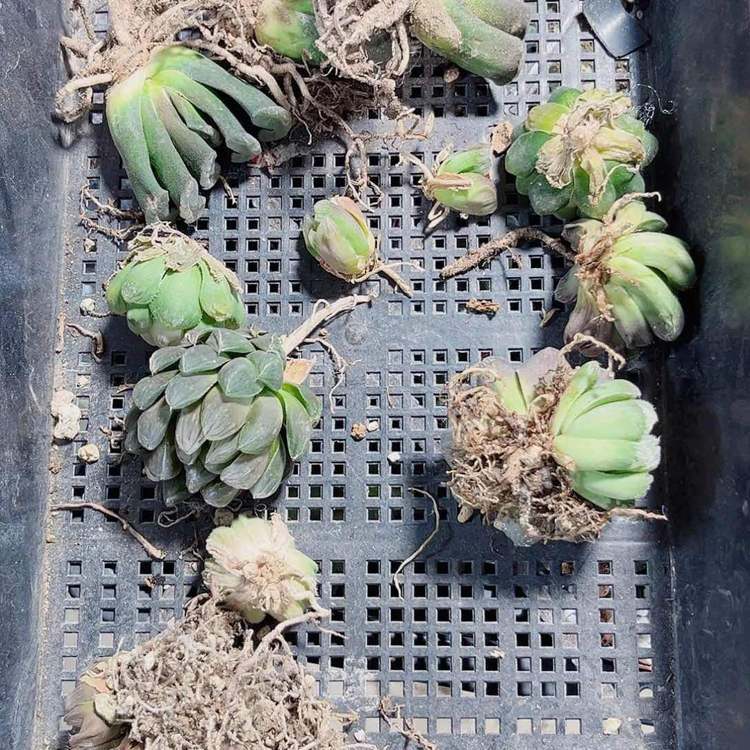 特价处理不包售后